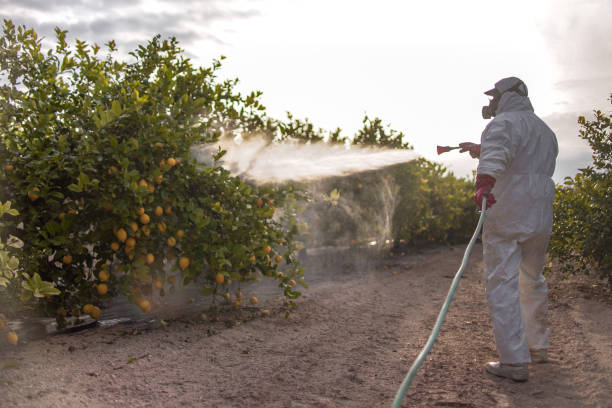 Best Local Pest Control Services  in Belle Isle, FL