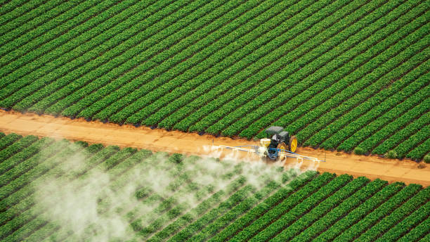 Best Pest Removal Services  in Belle Isle, FL