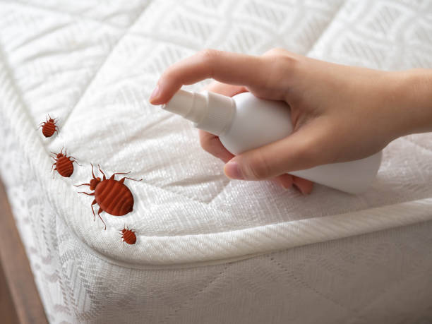 Best Spider Control Near Me  in Belle Isle, FL