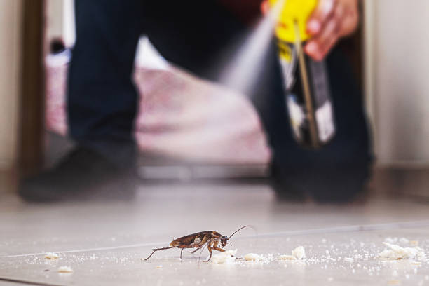 Best Termite Control Services  in Belle Isle, FL